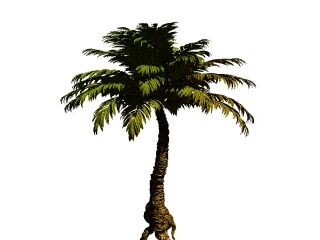 PALM