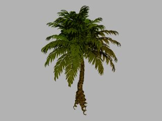 PALM