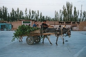 ���o�̉׎�