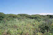 phot141.jpg (19903 oCg)