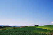 phot155.jpg (13402 oCg)