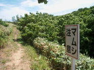 シララの小道