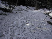 雪の獣道になっていますね。訪問者はかなり多いみたいです。