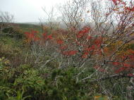 所々に紅葉が・・・。