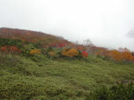 先ほどは霧に包まれていて分からなかったけど、紅葉しています。
