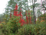紅葉にはまだ早すぎたかも。。でも所々は・・・♪