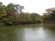 見頃にはあと最低1週間は先でしょう。。。やはり10月下旬・・・。