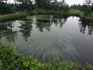 水草が浮かぶ「つつじ沼」。晴れていればな〜。。。