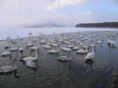 砂湯は白鳥でいっぱいです♪