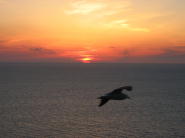 天売島で見る夕日とカラス・・・。
