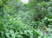 熊笹だらけの登山道。。。