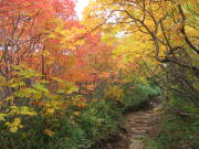 紅葉トンネルです〜♪