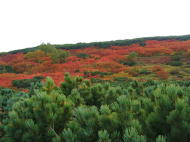 紅葉・・・