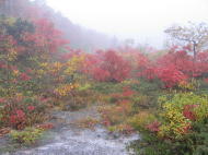 見事な紅葉です♪