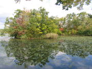 大沼公園の紅葉