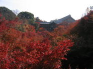 東福寺の紅葉♪