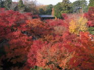 通天橋から眺める紅葉