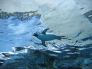 ペンギンが水中を飛行しています〜