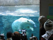 水中のシロクマは迫力あります♪
