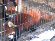 レッサーパンダです。。