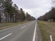 二十日間道路桜並木・・・・・・・だけど・・・・・・