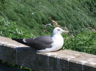 ウミネコ相手に写真撮って遊びます(^^;