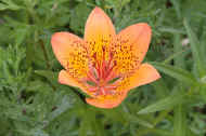 IMG_9873m.JPG (38868 oCg)