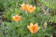 IMG_9880m.JPG (58719 oCg)