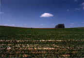 phot111.jpg (19937 oCg)