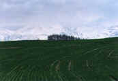 phot118.jpg (12667 oCg)