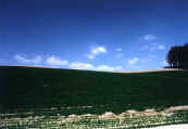phot119.jpg (16130 oCg)