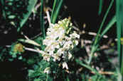 phot266.jpg (21257 oCg)