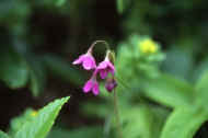 05shyka6_photo-15.jpg (16291 oCg)