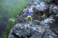 05shyka6_photo-5.jpg (26323 バイト)