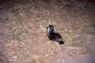 05shyka7_photo-6.jpg (53825 oCg)