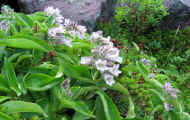 07_natu_photo-55.jpg (97211 バイト)