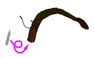 lRỎ摜