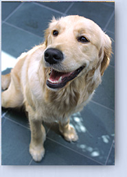 dolly's smile