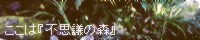 ここは『不思議の森』