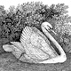 トマス・ビュイック　The Mute Swan