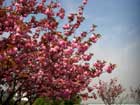 見ごろな八重桜