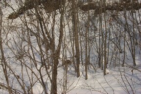 �T���v���O���t�B�b�N