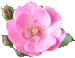 clyming rose