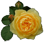 English rose