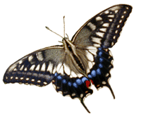 Swallowtail butterfliy