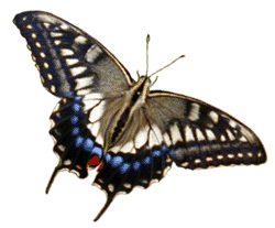 アゲハ蝶(斜め) Swallowtail Butterfliy