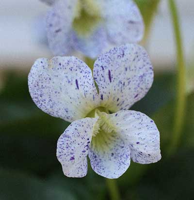 Viola sororias 'Fleckles'