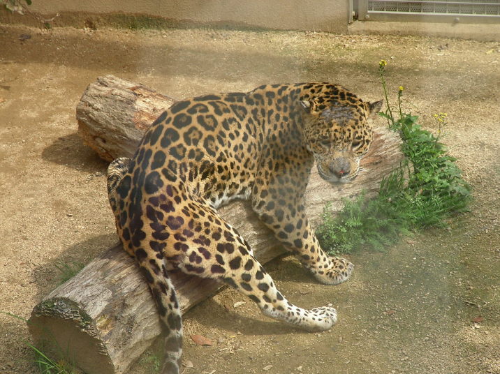 王子動物園