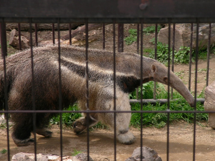 王子動物園