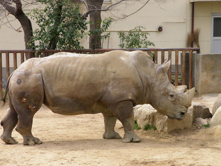 王子動物園